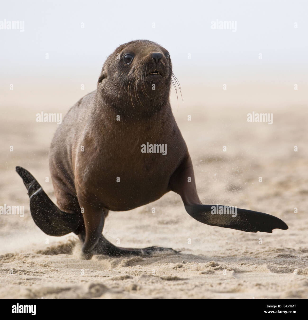 Seal running on beach Stock Photo
