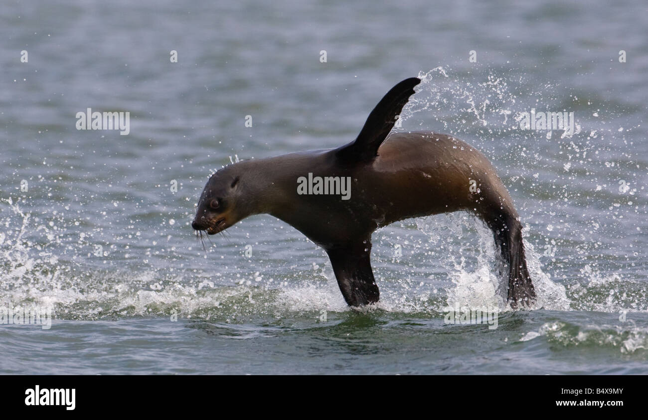 Seal jumping out of water Stock Photo Alamy