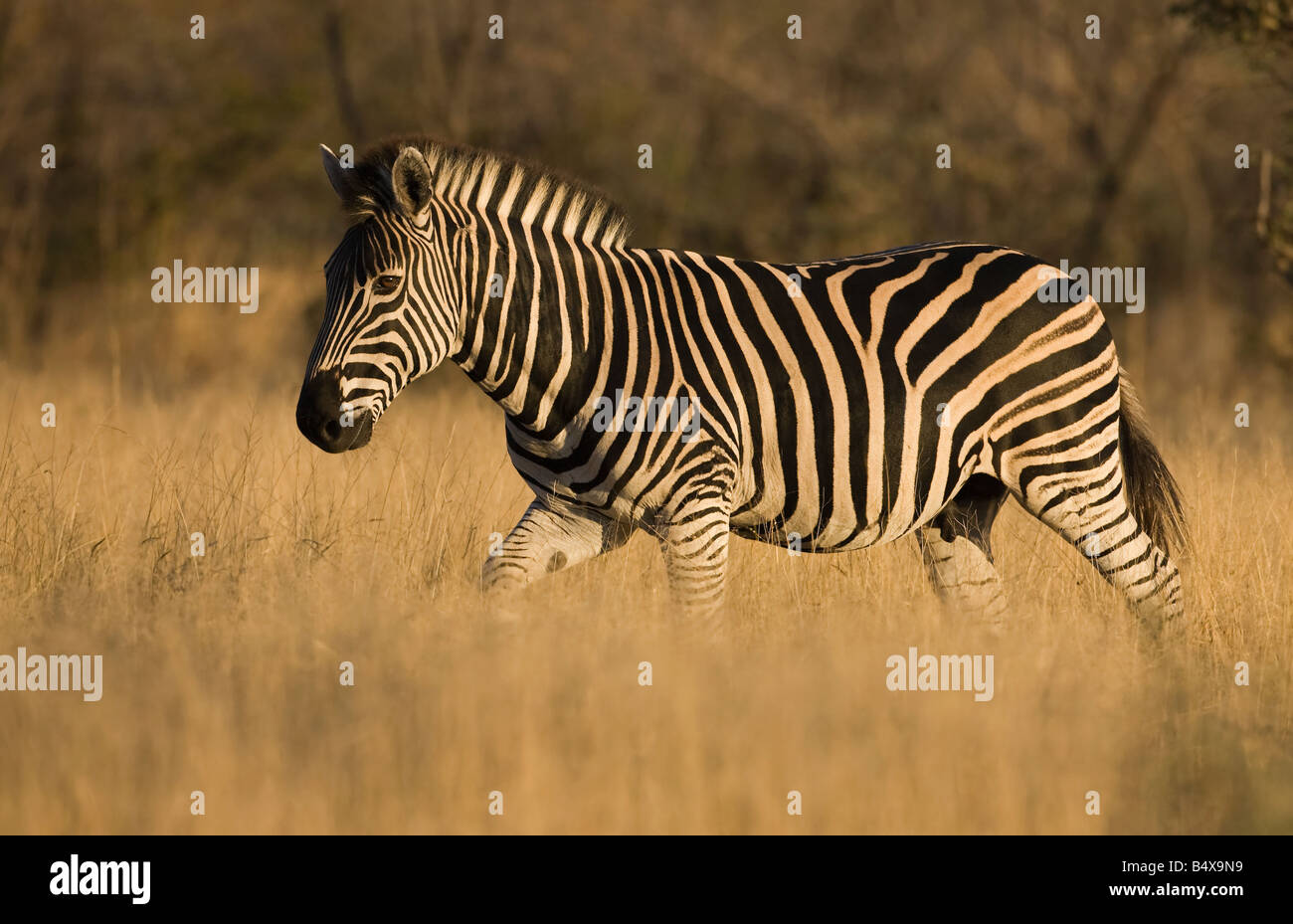 Zebra walking in grass Stock Photo