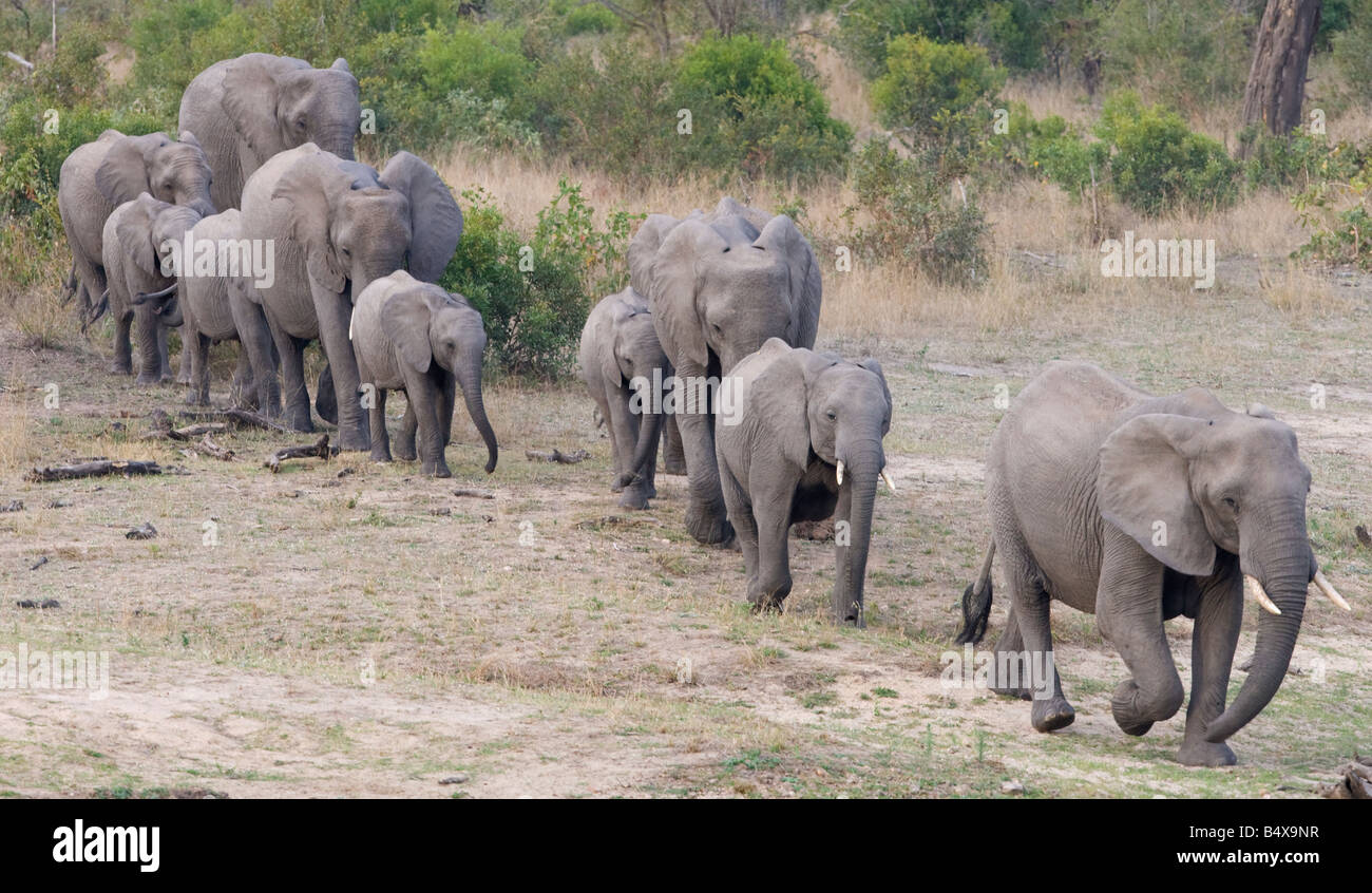 Elephants in a row hi res stock photography and images Alamy