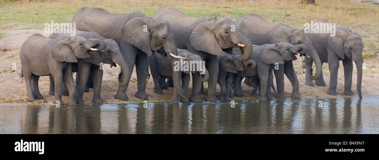Elephants drinking water Stock Photo