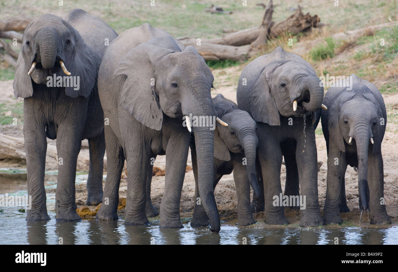 Elephants drinking water Stock Photo