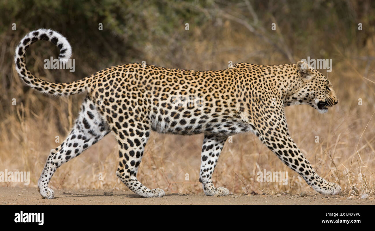 Leopard walking Stock Photo