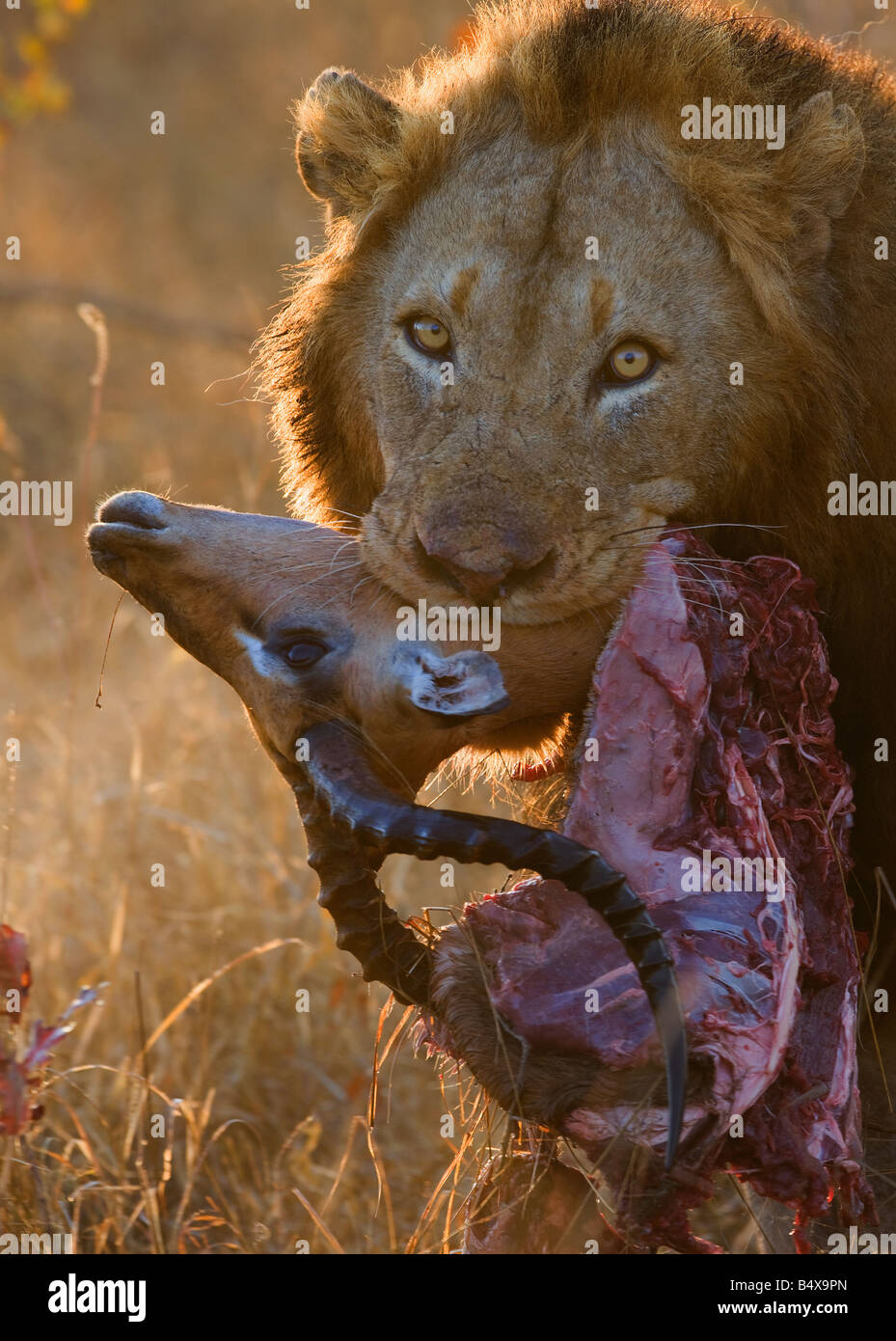 Close up of lion holding carcass in mouth Stock Photo