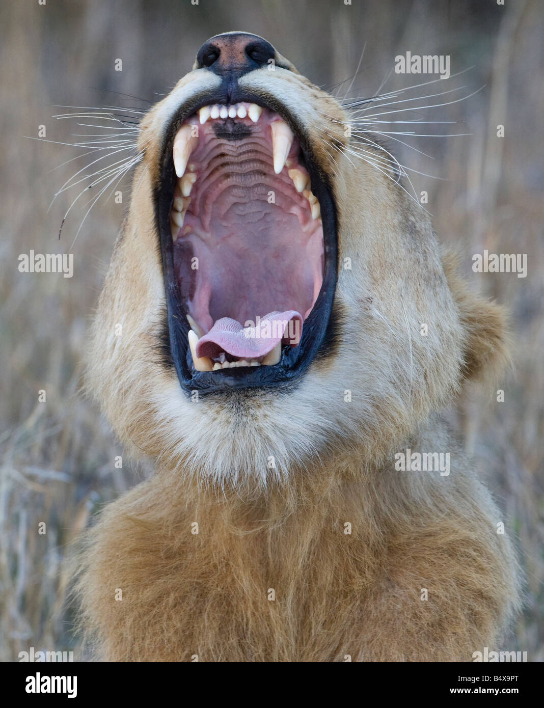 Lion roaring Stock Photo