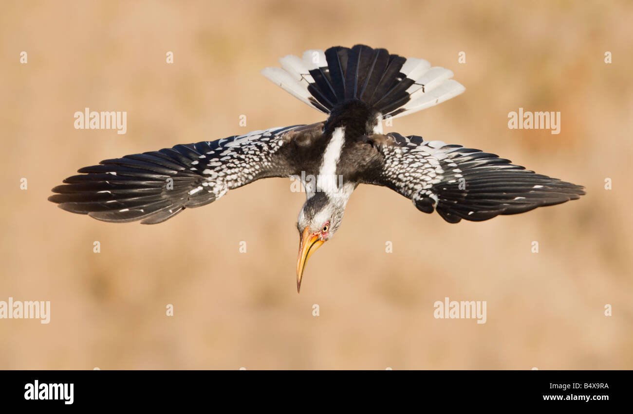 Bird in flight Stock Photo