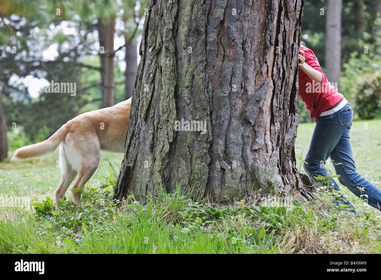 Мальчик решил спрятаться за то большое дерево. ПРЯТКИ С собакой. Игра в ПРЯТКИ С собакой. Собака играет в ПРЯТКИ. "ПРЯТКИ".