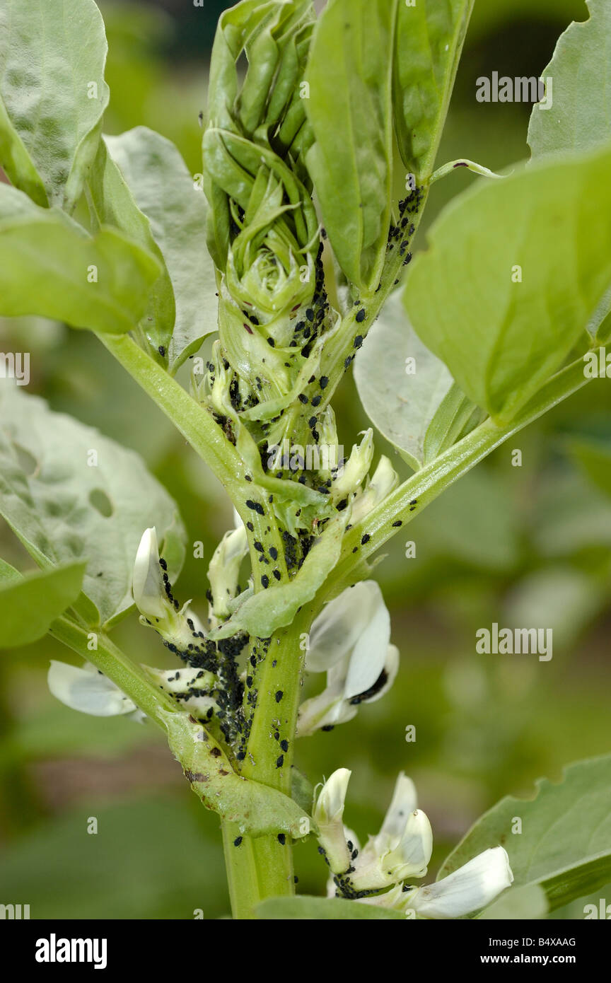 Blackfly on bean plant Stock Photo Alamy
