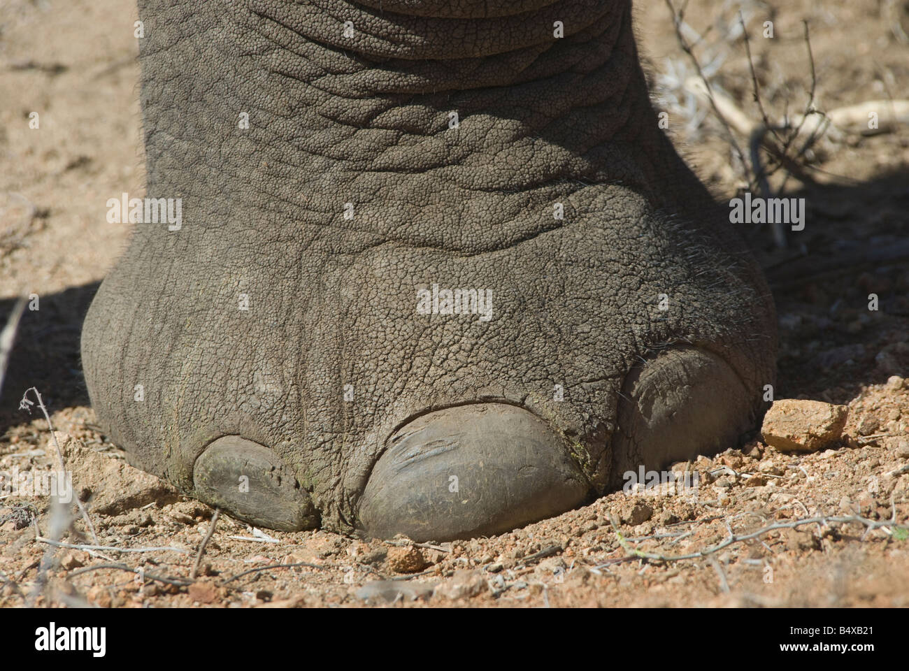 Elephant foot hires stock photography and images Alamy