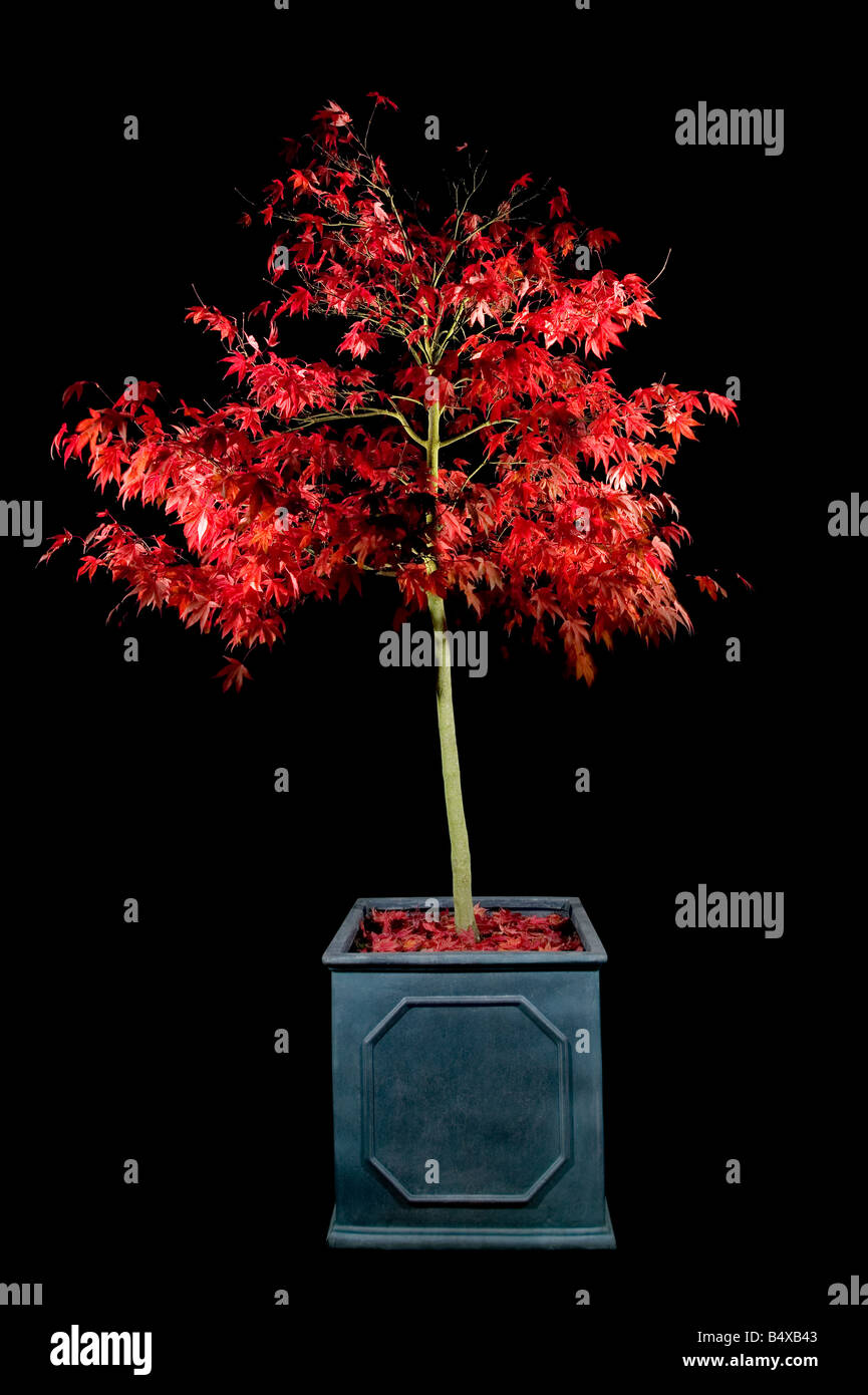 Japanese maple in a container shot at night using multiple flashes to highlight the vibrant red coloured leaves Stock Photo