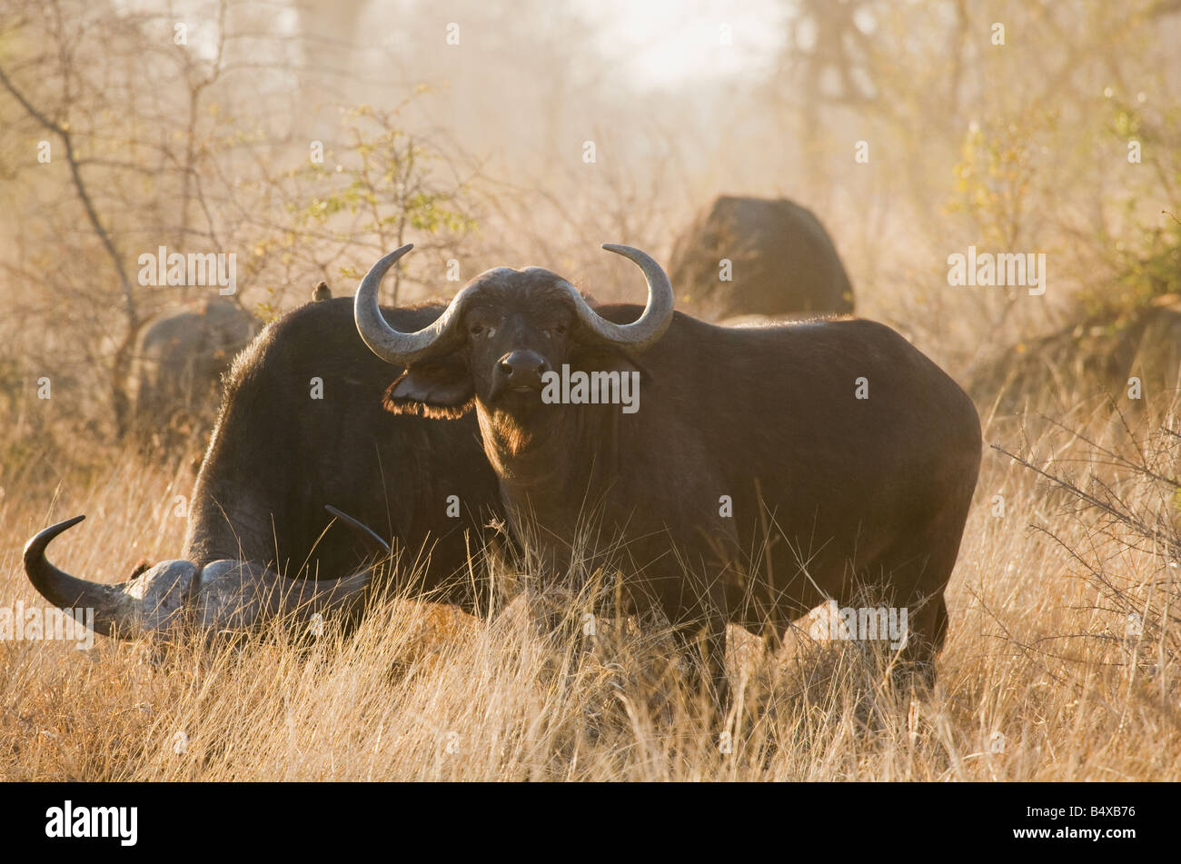 Wild water buffalo grazing Stock Photo