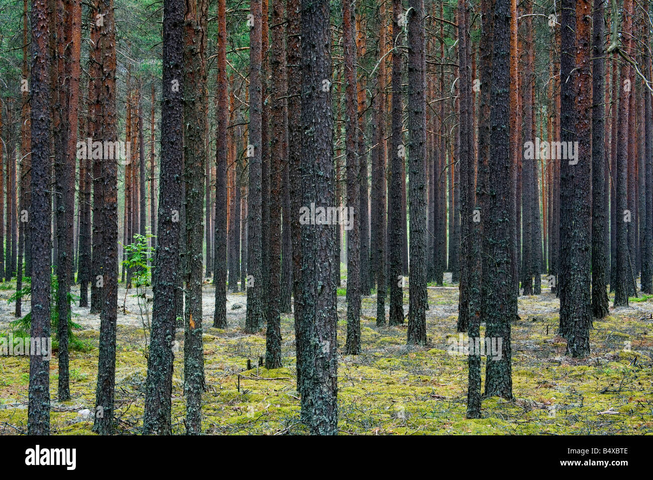 pine forest in Sweden Stock Photo