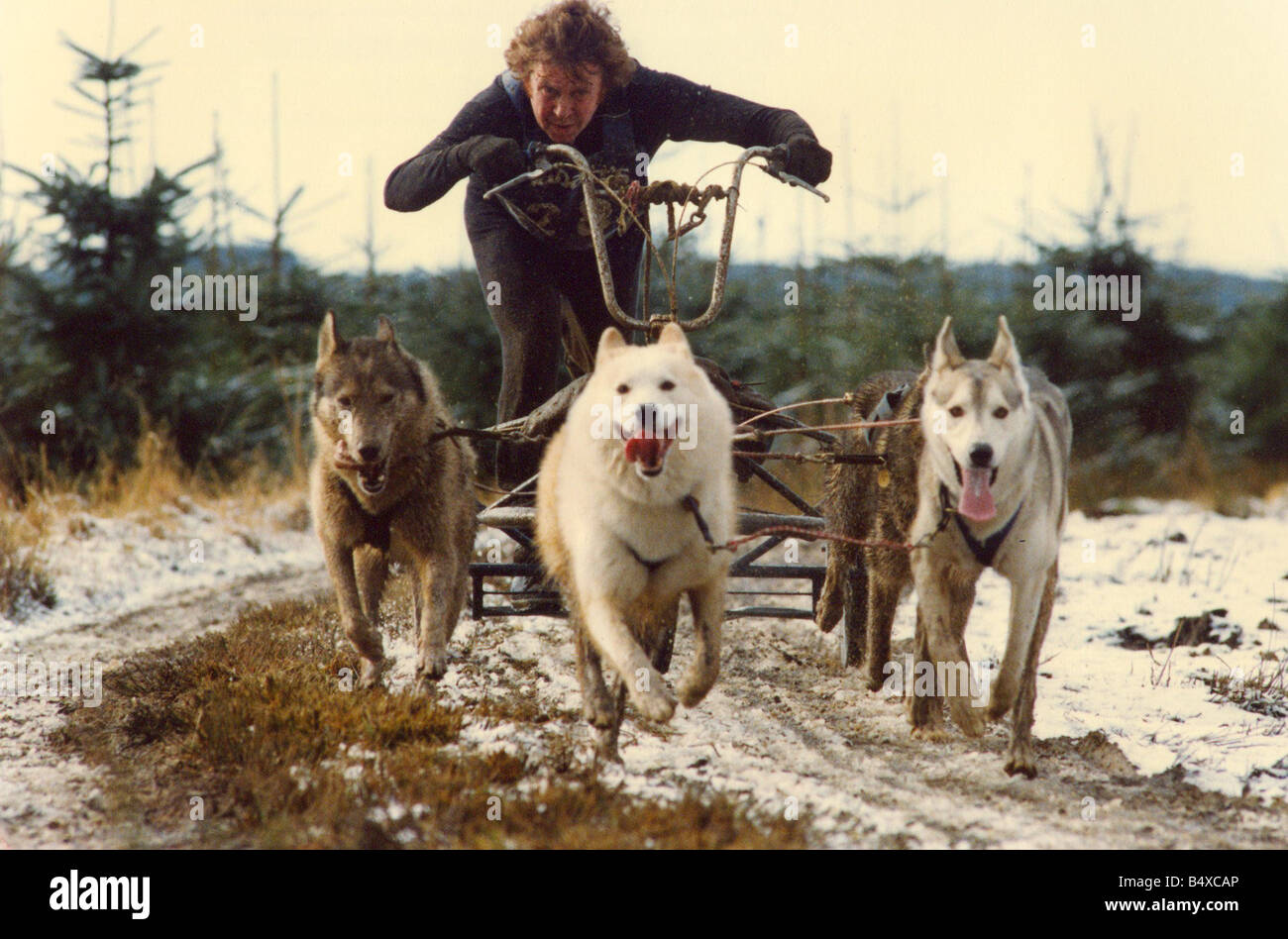 Husky racing at Kielder Forest Stock Photo - Alamy