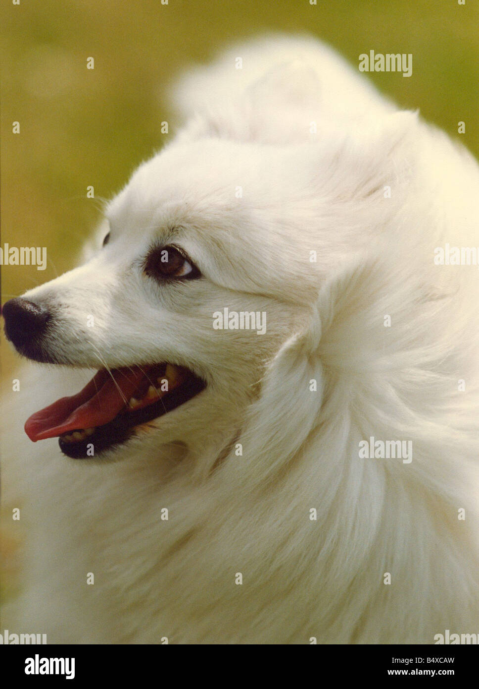 A very clean and white Japanese Spitz Stock Photo