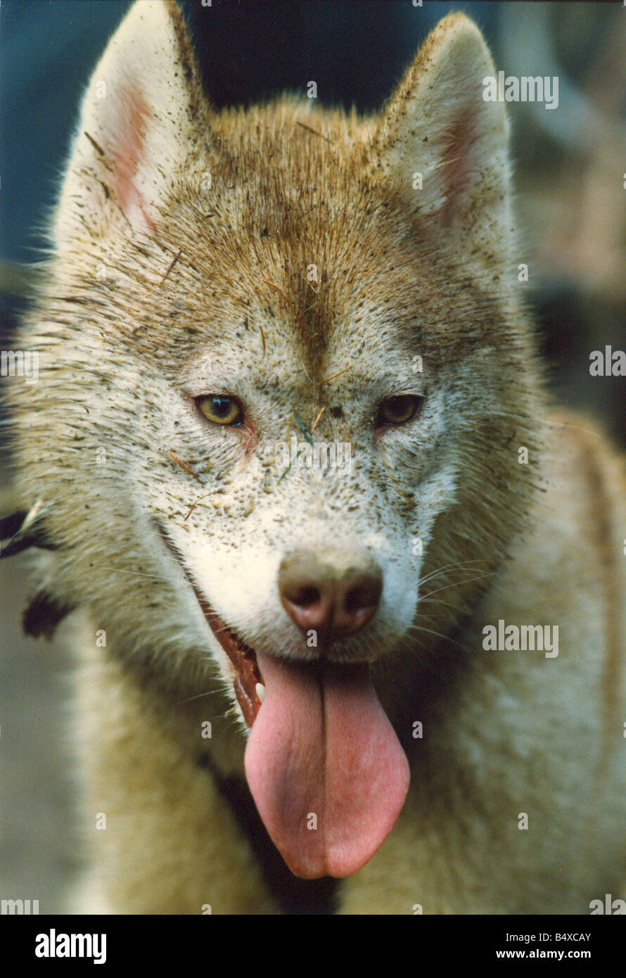 Husky racing at Kielder Forest Stock Photo - Alamy
