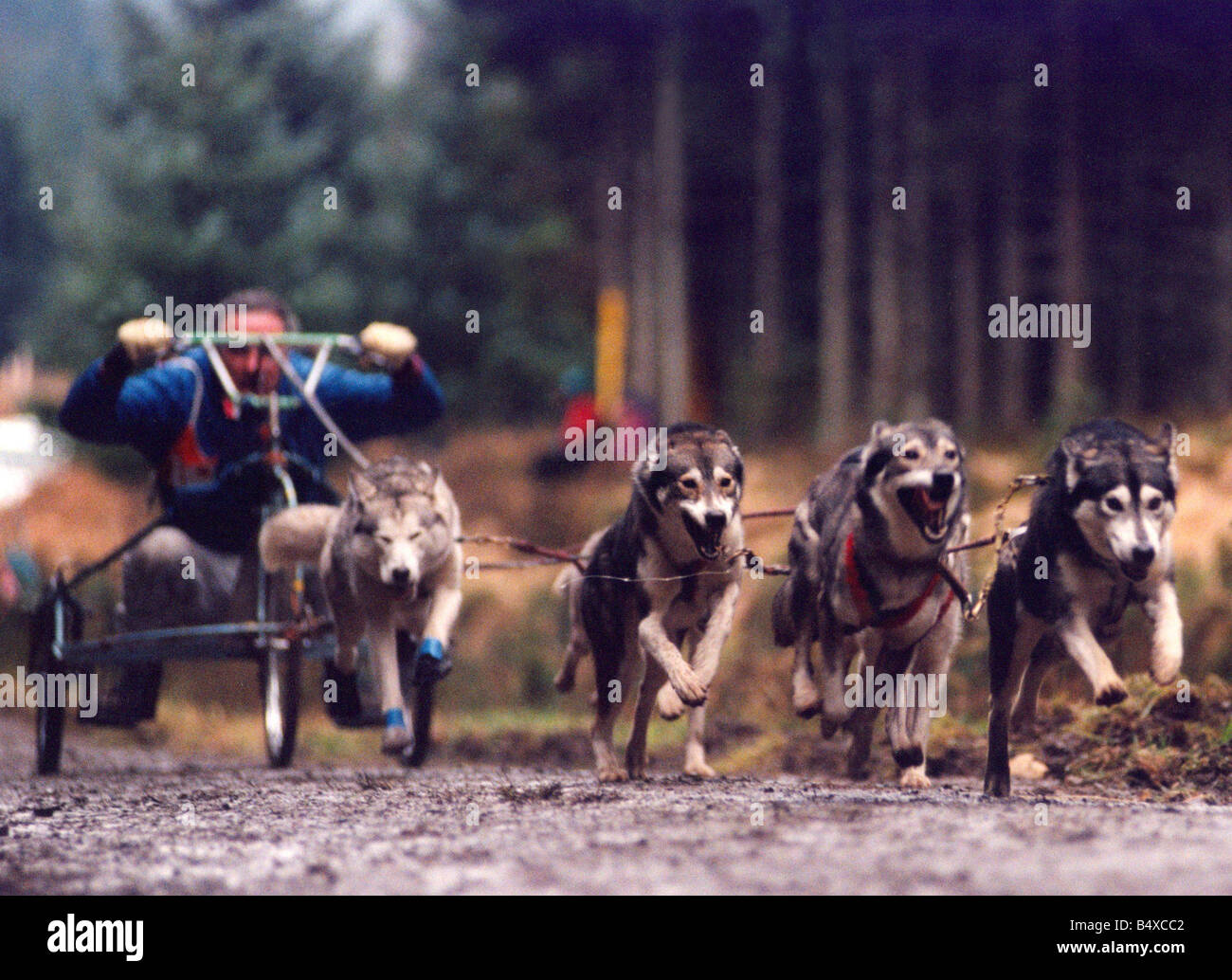 Husky racing at Kielder Forest Stock Photo - Alamy