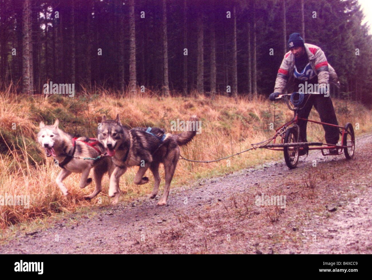 Husky racing at Kielder Forest Stock Photo - Alamy