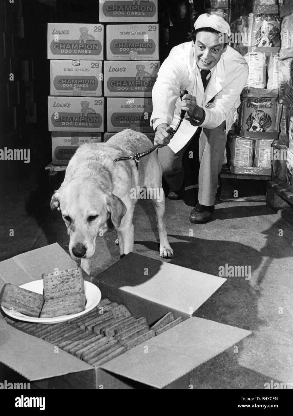 Instead of sniffing out drugs this Golden Retriever likes to sniff out the peppermint Stock Photo