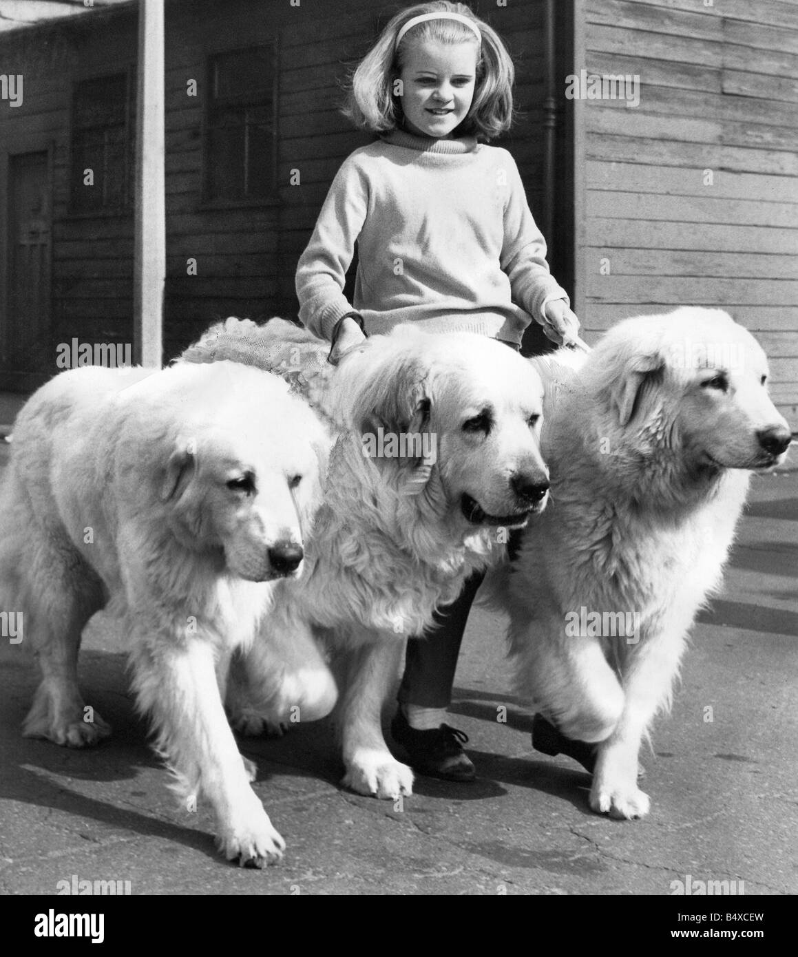 Pyrenean mountain dogs Black and White Stock Photos & Images - Alamy
