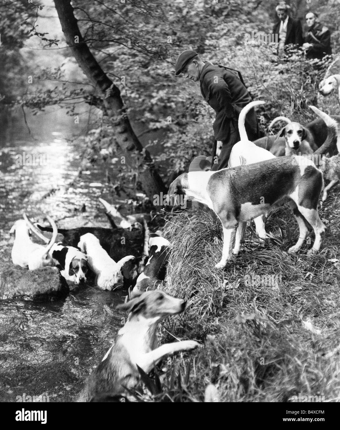 Norther Counties Otter Hounds in Plessey Woods Stock Photo