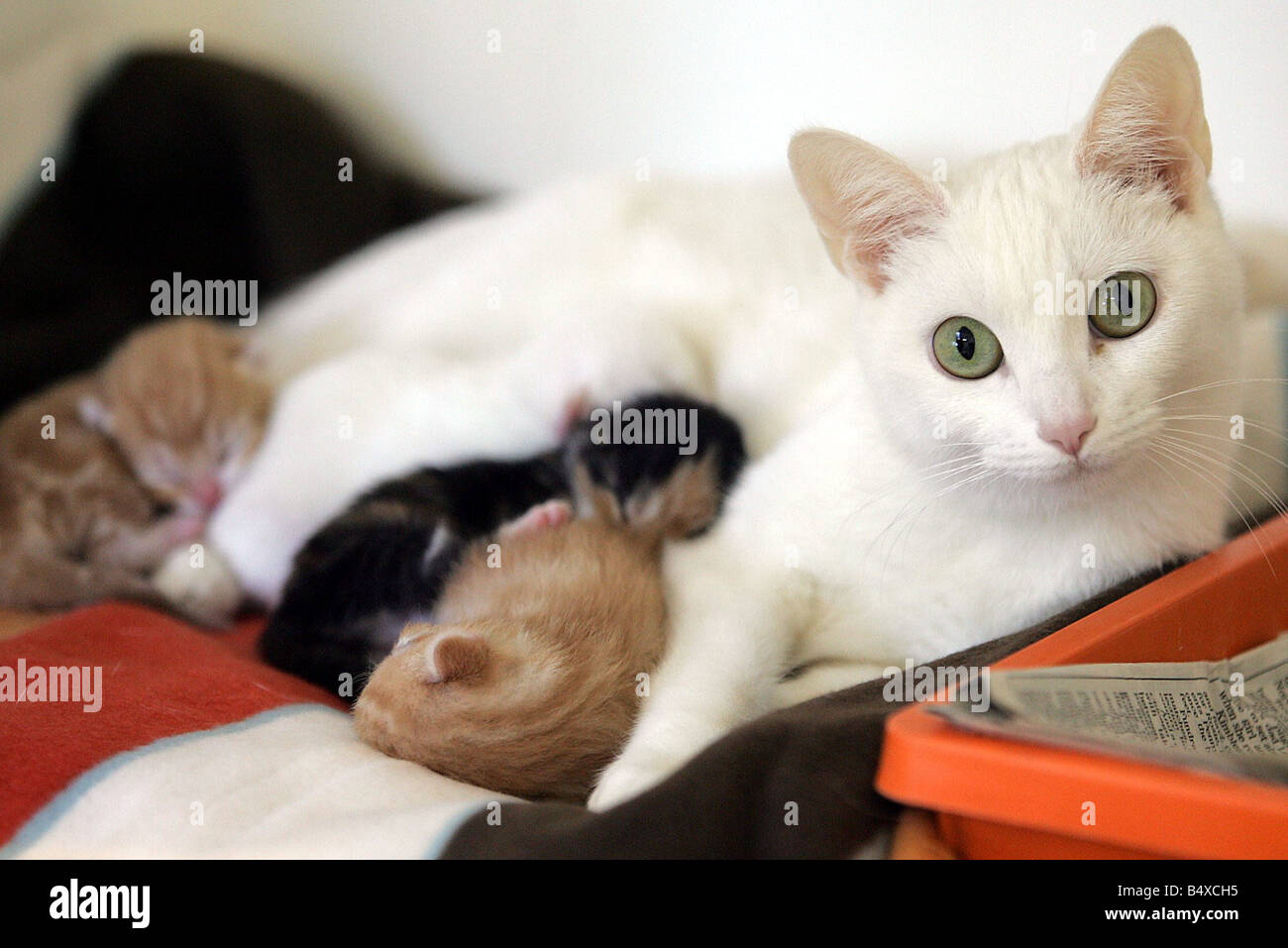 Snowflake the cat with her four kittens Stock Photo Alamy