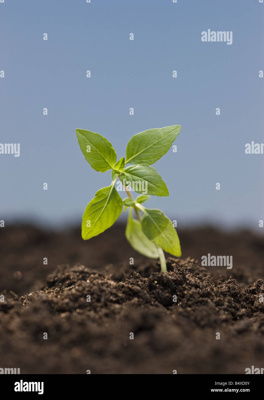 Close up of seedling Stock Photo