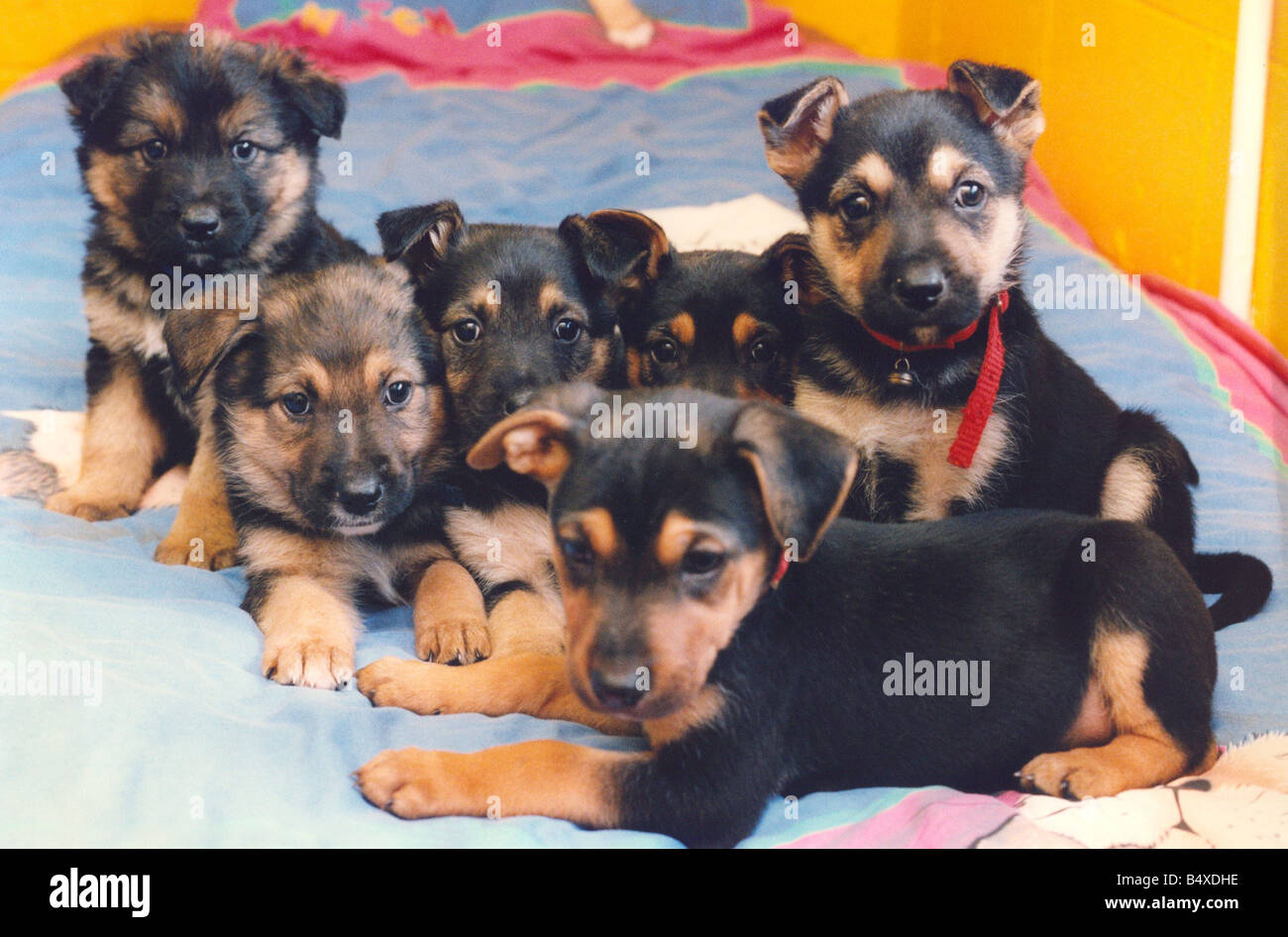 A litter of puppies on a bed Stock Photo Alamy