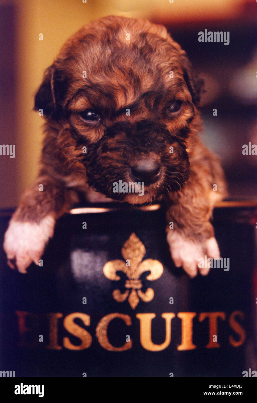 Biscuit the dog Stock Photo Alamy