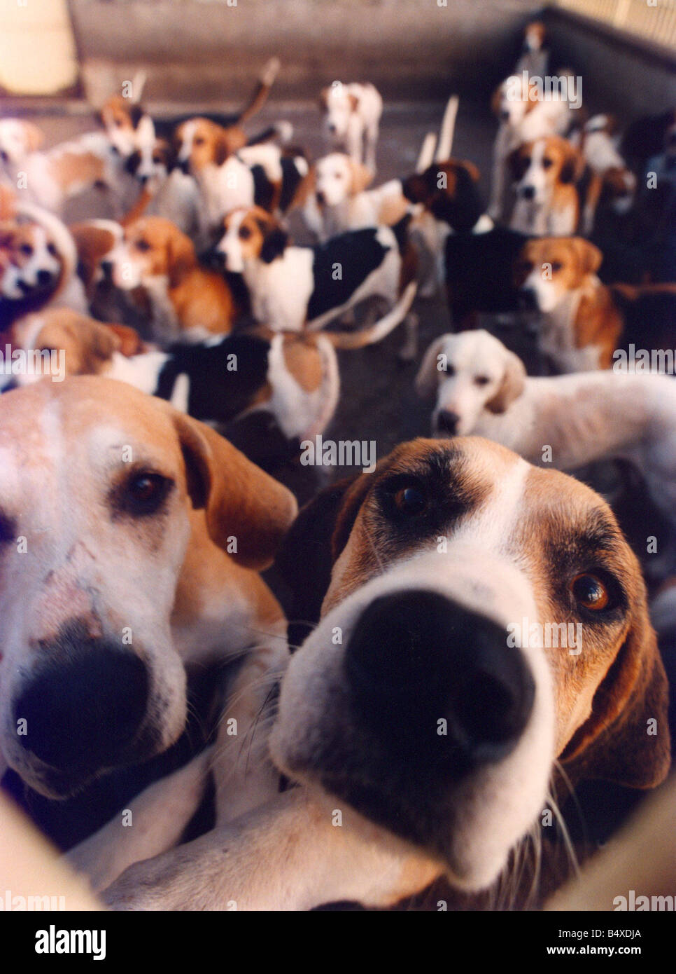 This pack of hunting hounds are very inquisitive Stock Photo