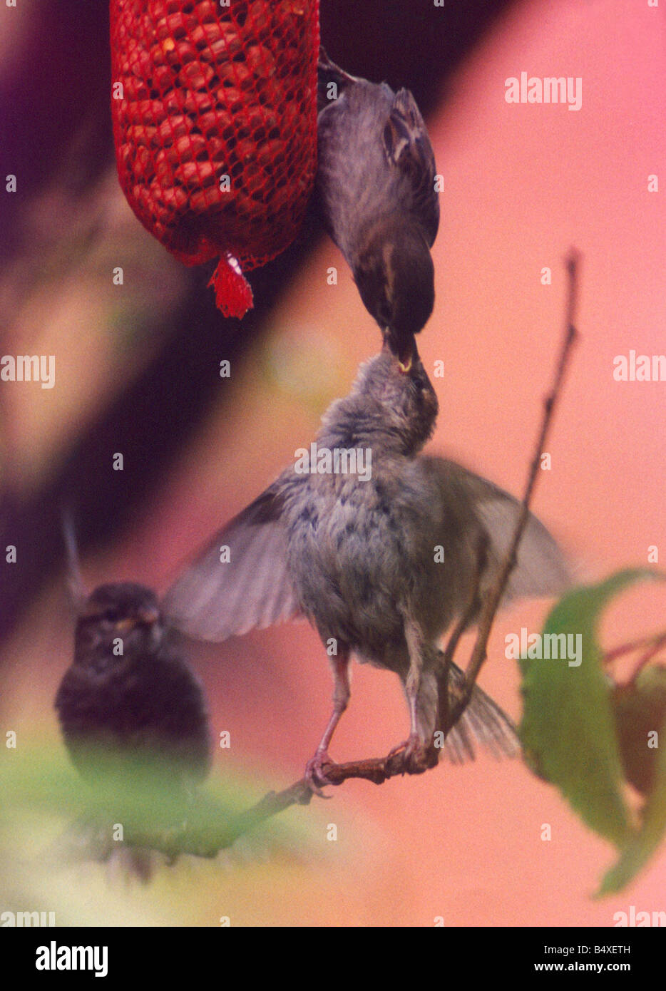 Birds feeding their young nuts Stock Photo Alamy