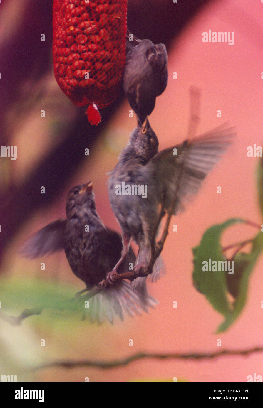 Birds feeding their young nuts Stock Photo Alamy