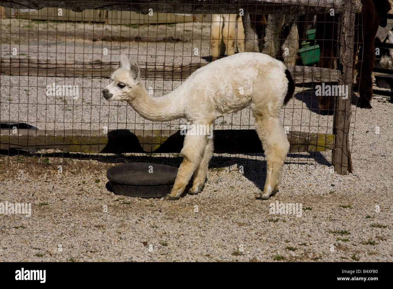 Baby Alpaca Stock Photo