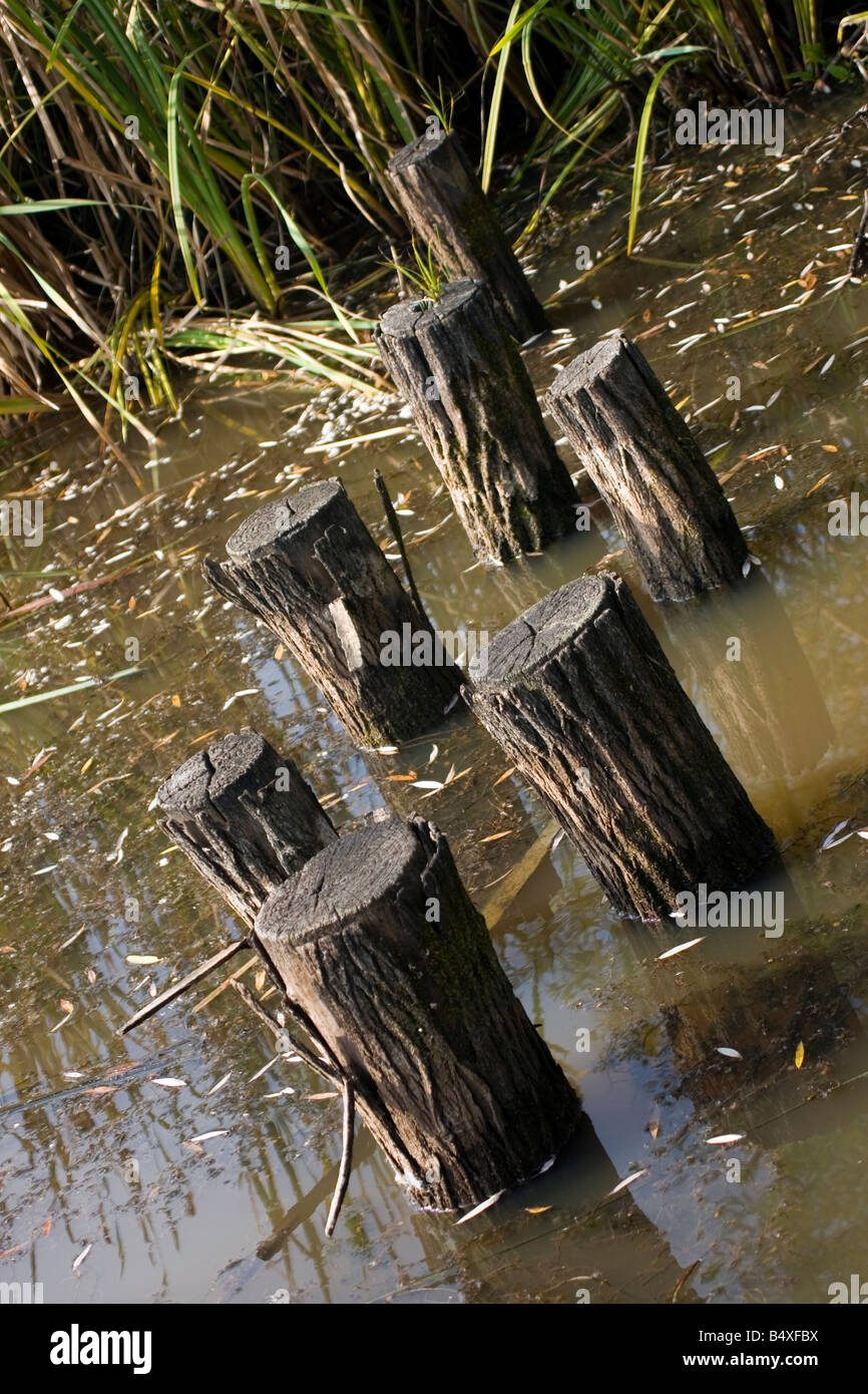 Wooden pillars across the swamp. Stock Photo