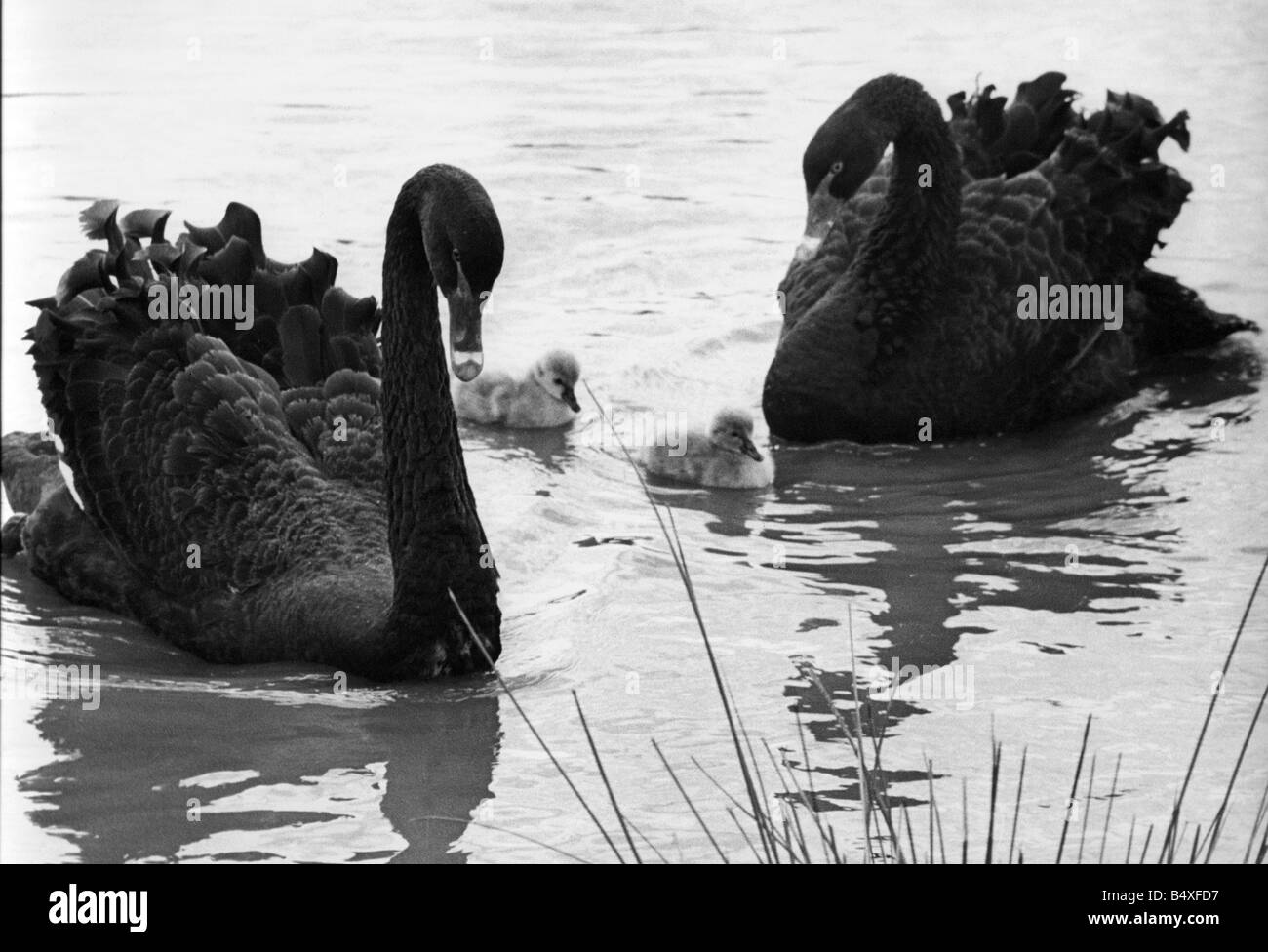 Two Australian black swans with their Stock Photo Alamy