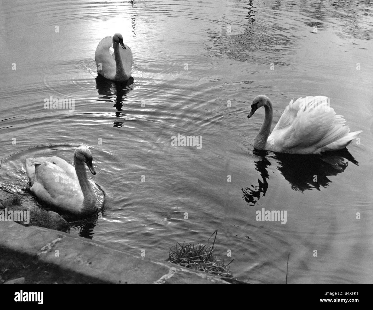 These three swans a serenely floating on Bolam Lake Stock Photo