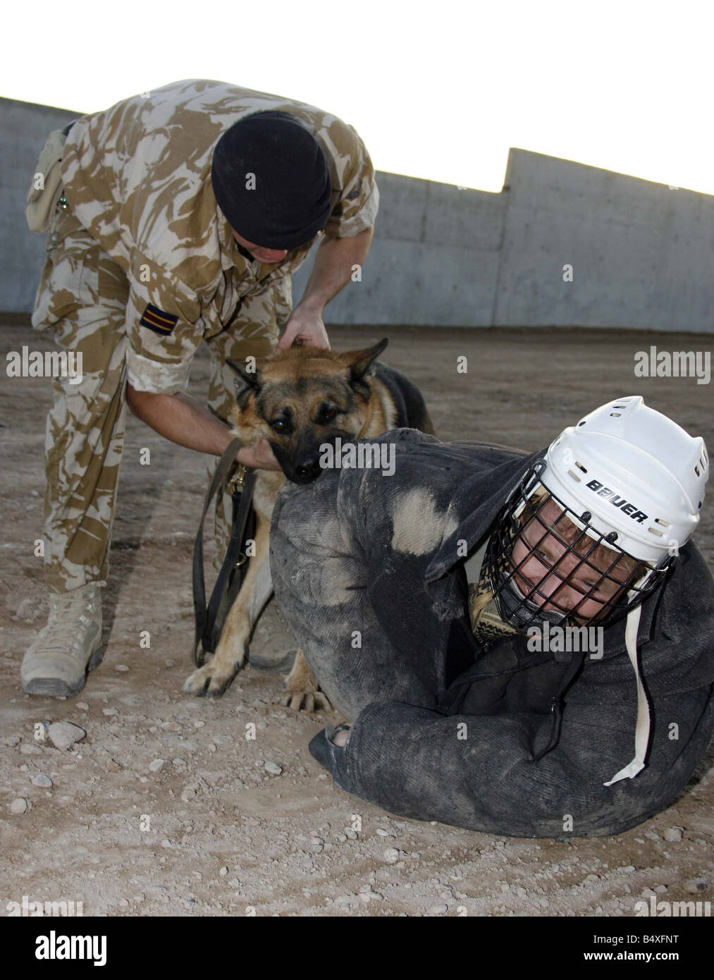 Celebrity Chef Gordon Ramsay after being brought down by Leo the Alsation of the Afghanistan Dog Detachment at Camp Bastion Hel Stock Photo