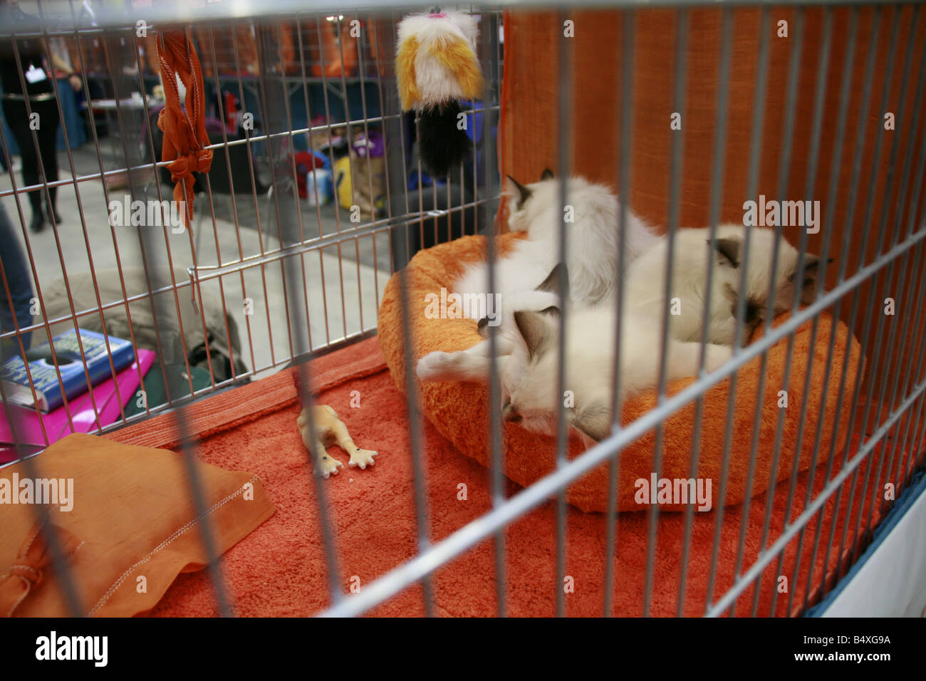cute tired cats sleeping in cage at cat show in rome Stock Photo Alamy