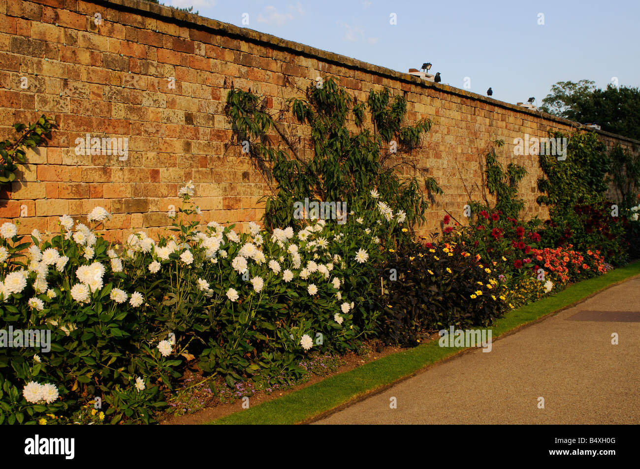 Dahlia's garden border hi-res stock photography and images - Alamy