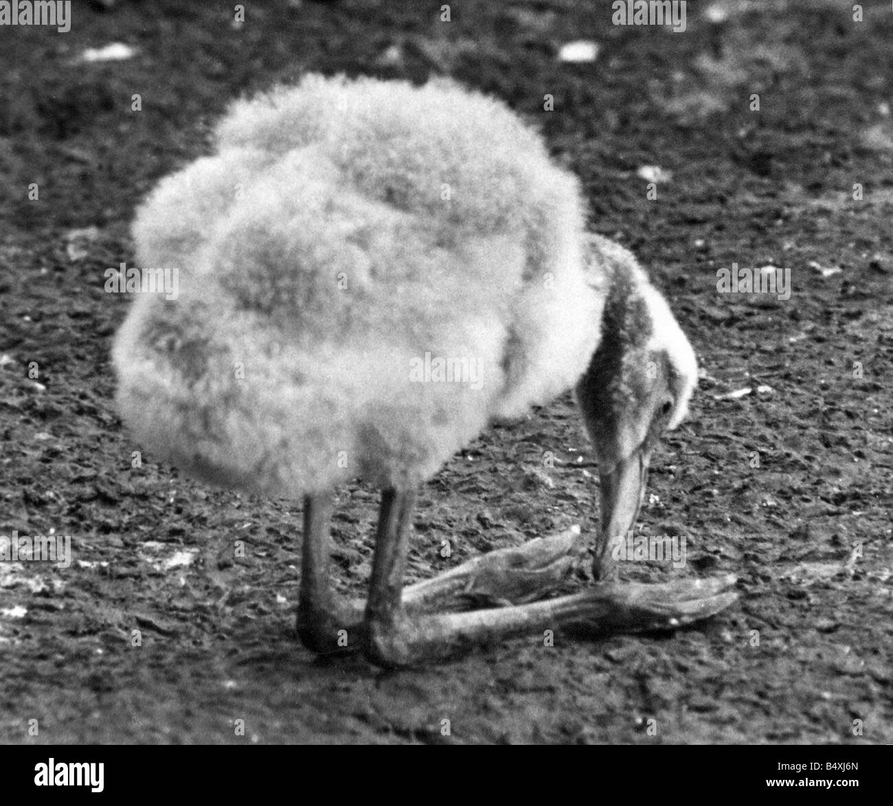 A very ugly young Flamingo Stock Photo