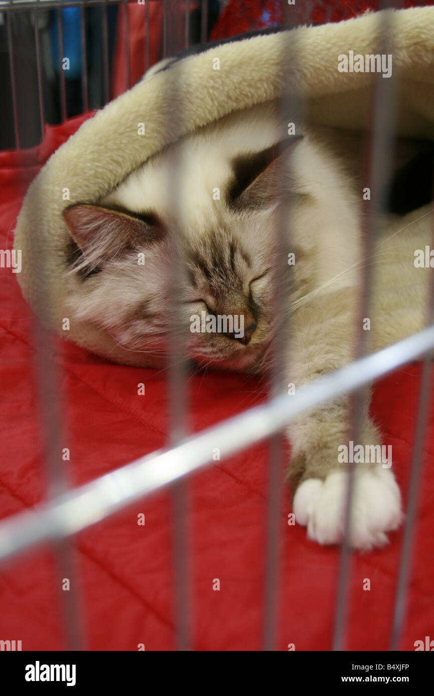 cute tired cat sleeping in cage at cat show in rome Stock Photo Alamy