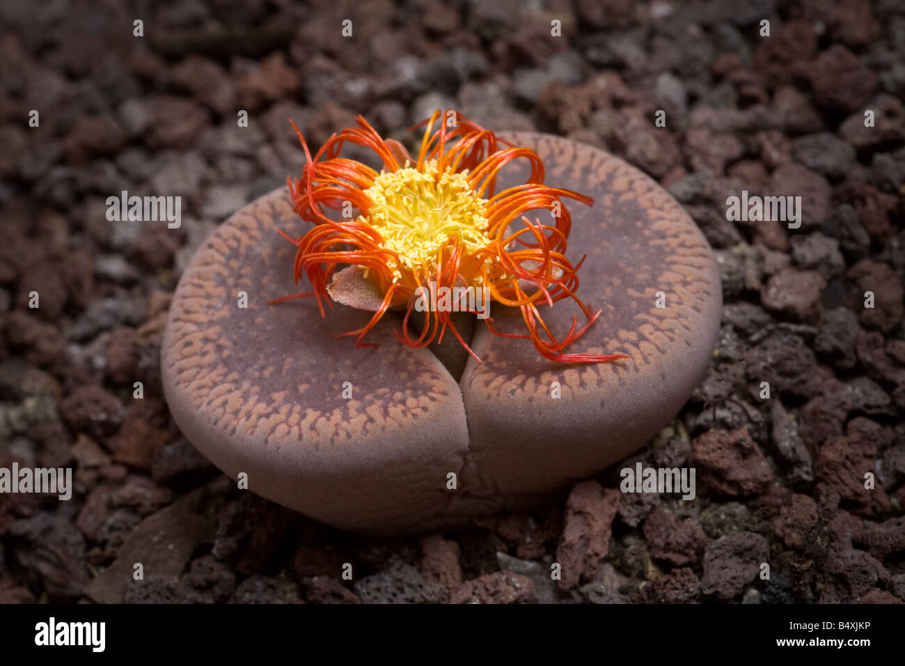A Flowering stone (Lithops aucampiae) in its late flowering. Plante caillou (Lithops aucampiae) en fleur (fin de floraison). Stock Photo