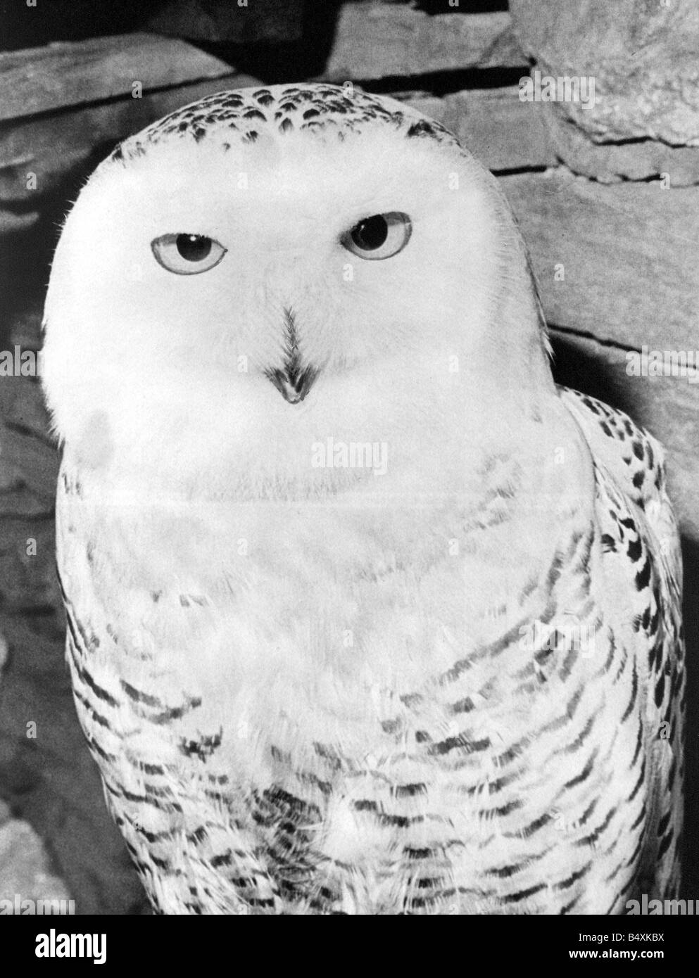 Snowy owl Black and White Stock Photos & Images - Alamy