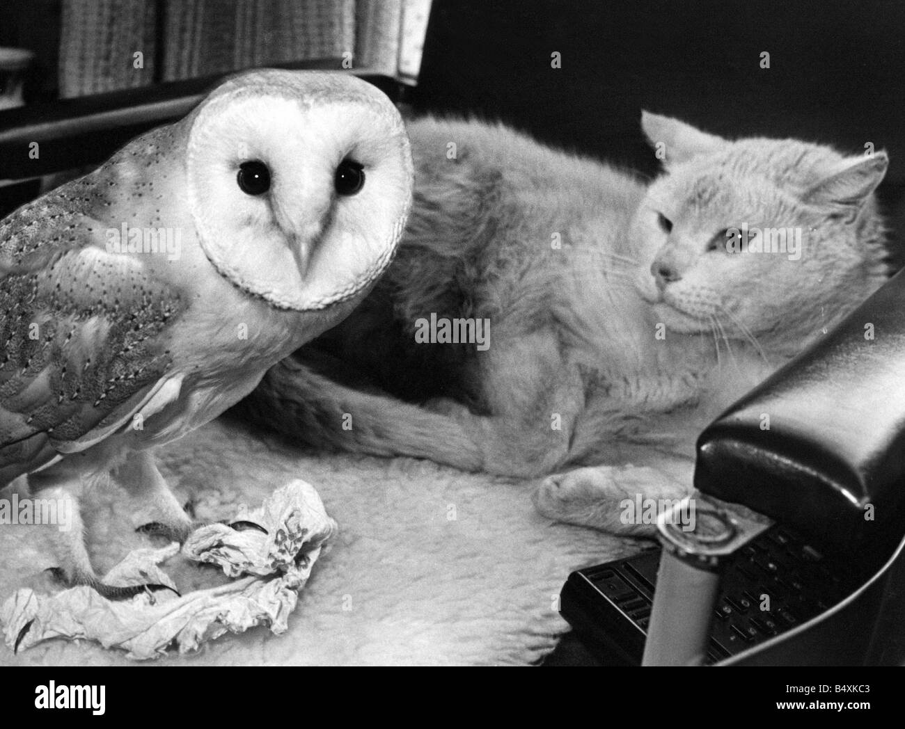 Spotty The Barn Owl Has A New Frield In Mischief The Cat Stock
