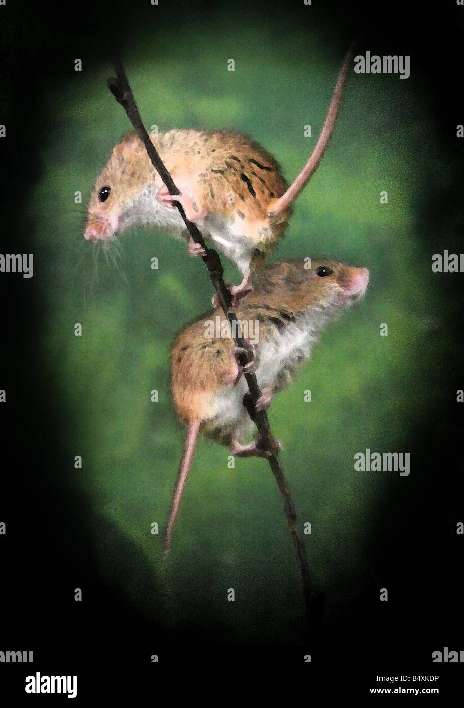 Harvest Mice digital painting Stock Photo