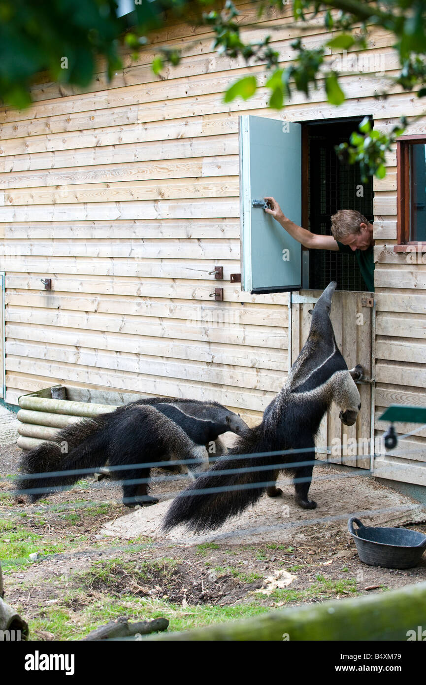Giant Anteaters awaiting feeding from a zoo keeper at Howletts Wild Animal Park in Kent Stock