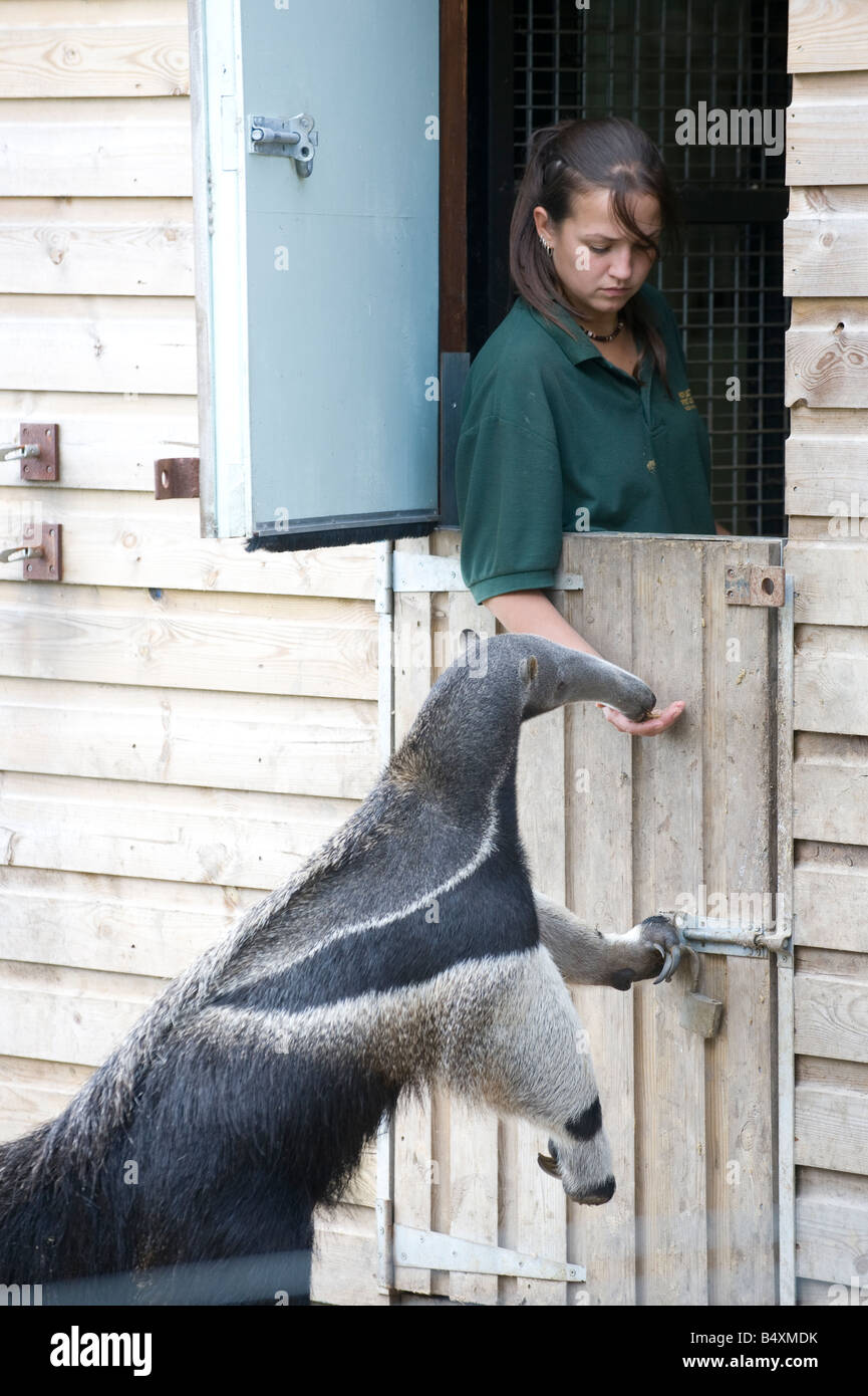 Giant Anteater being hand fed by a zoo keeper at Howletts Wild Animal Park in Kent Stock Photo