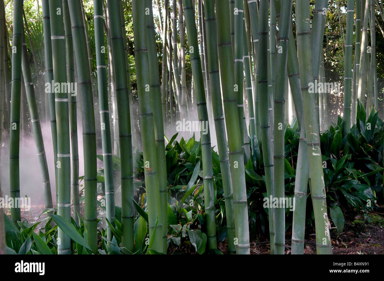 bamboo and spray mist, tropical garden, gardone, lake garda, italy Stock Photo