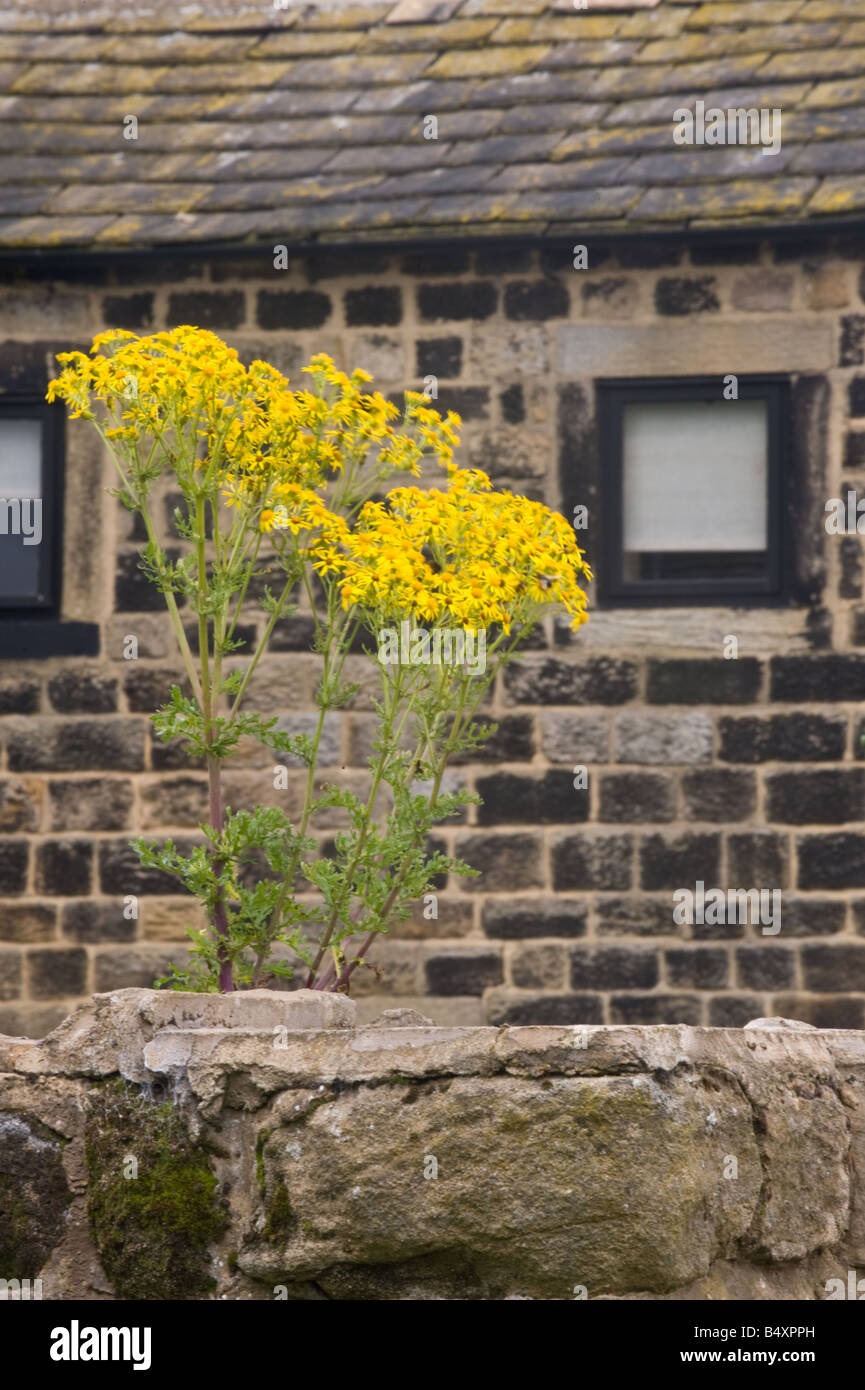Common weeds uk hi-res stock photography and images - Alamy