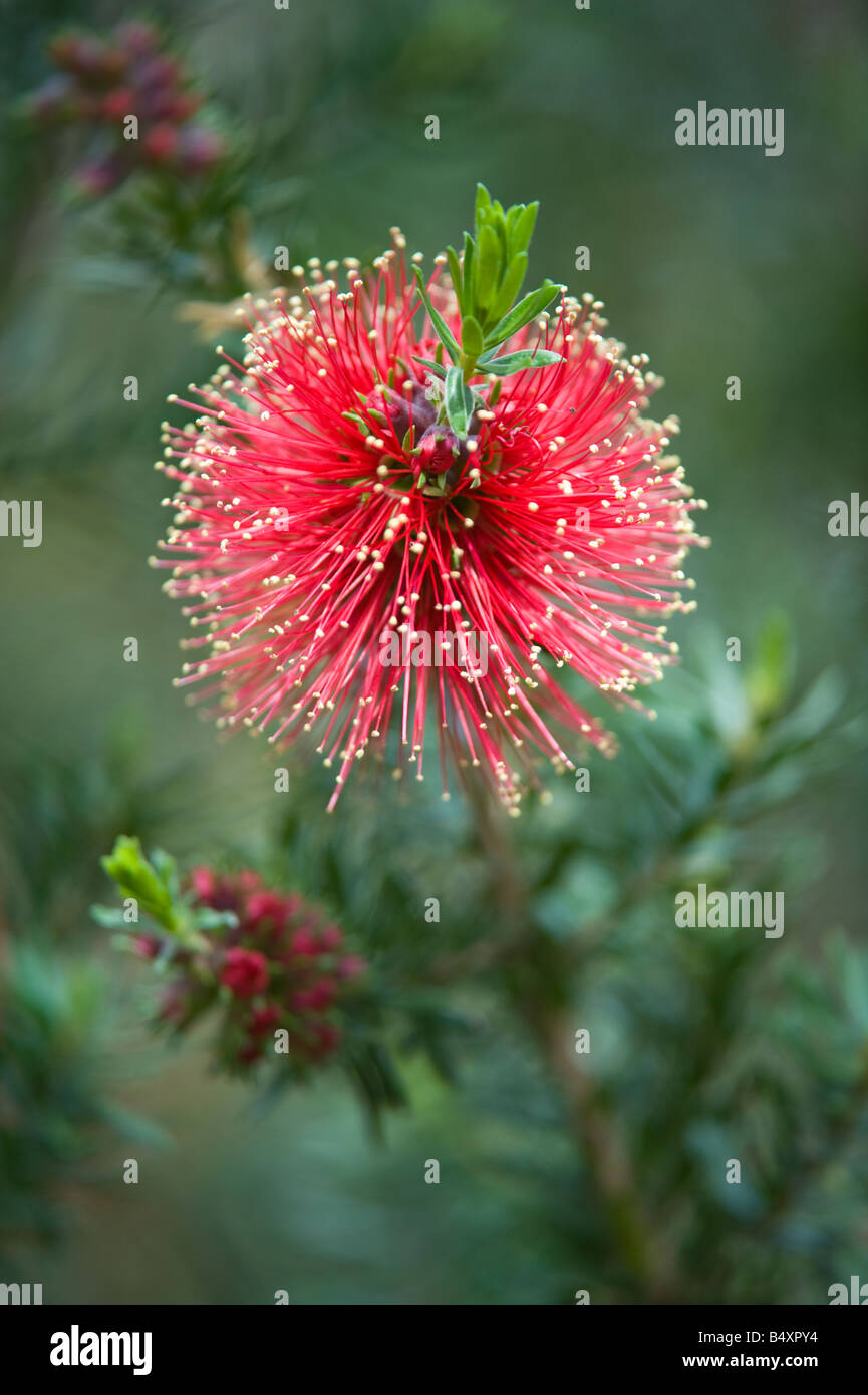 Scarlet Kunzea (Kunzea baxteri) flowering cultivated plant Banksia Farm Mt Barker Western Australia September Stock Photo