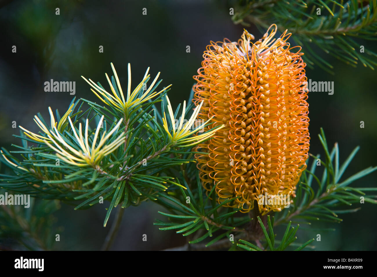 Heathleaved Banksia (Banksia ericifolia) inflorescence, Banksia Farm, Mount Barker, Western